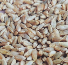 Load image into Gallery viewer, Organic rye GRAINS for milling (Fulltofta) 3Kg

