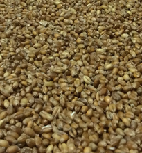 Load image into Gallery viewer, Organic wheat GRAINS for milling (Balcaskie Landrance) 3Kg
