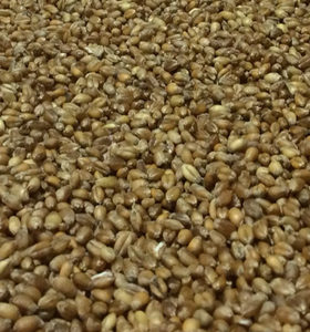 Organic wheat GRAINS for milling (Balcaskie Landrance) 3Kg