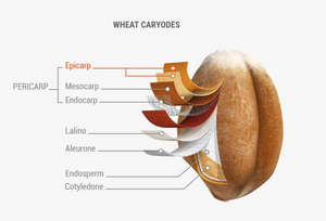 Wheat caryodes 